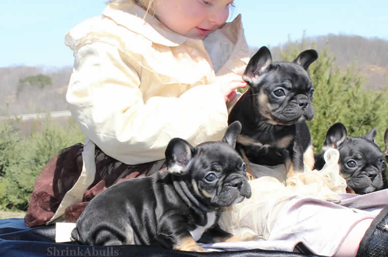 black french bulldog puppies pictures